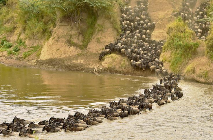 Great Migration Safari